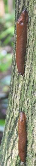 Schnecken am Baum