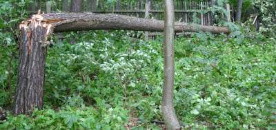 Baum