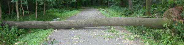 Baum