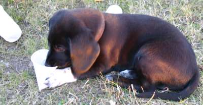 Shredderhund